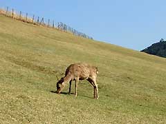 若草山登りはじめ