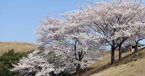 若草山の桜