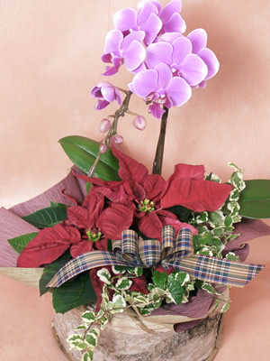 ﾐﾆ胡蝶蘭・ﾎﾟｲﾝｾﾁｱの寄せ鉢