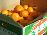 大津みかん