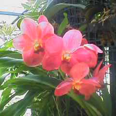 orchid6