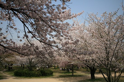 桜9
