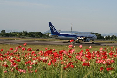 アネモネ飛行機着2