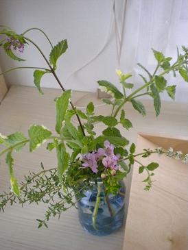 2009,8,26 花瓶にハーブ.jpg