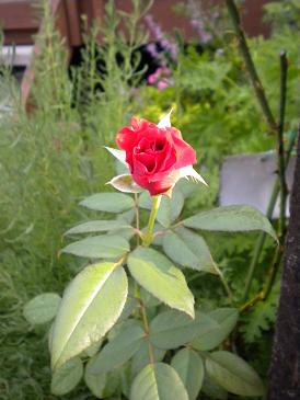 2009,8,26 朝日を浴びてブラックティー.jpg