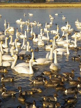白鳥の郷追加画像.JPG