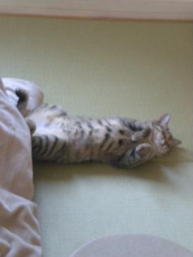 お腹出して寝ているルナ.jpg