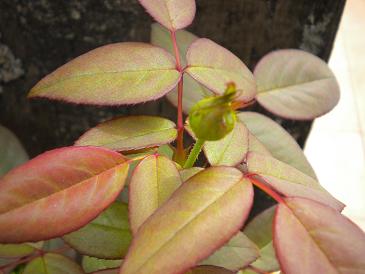 2009,8,12 blacktea rose.jpg