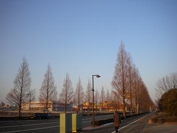 駅前の並木道.JPG