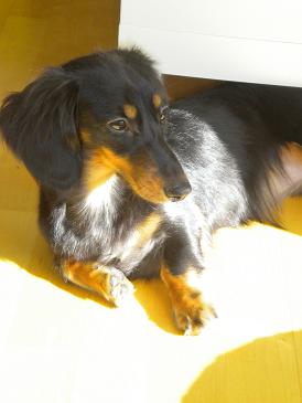 lani means angel.jpg