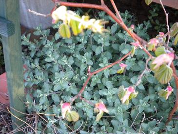 2010,4,17,18 アップルミント.jpg