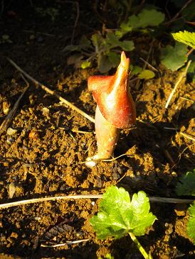 2010,4,17,18 カブトムシじゃないよ.jpg