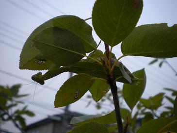 カマキリ母さん.jpg