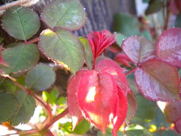 2010,4,17,18 バタースコッチ.jpg