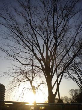 朝陽の当たる公園の木.jpg