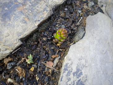 2010,4,17,18 根付いた？.jpg