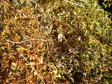 2010,1,24 エリゲロン.jpg