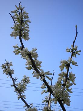 2010,4,17,18 白い花.jpg