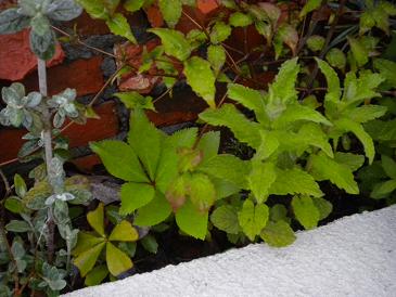 2010,4,24 クリスマスローズ.jpg