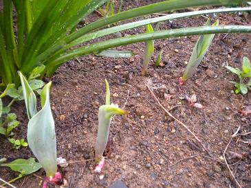 2010,4,24 今朝のチューリップ１.jpg