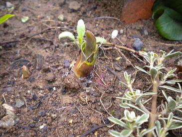 2010,4,24 今朝のチューリップ２.jpg