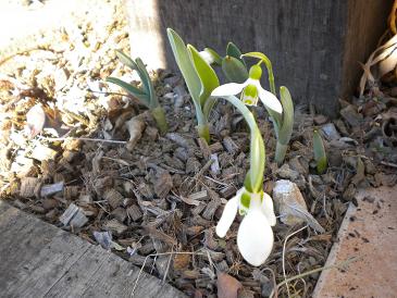 2010,1,24 スノードロップ.jpg