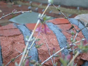 2010,3,19 何の花？２.JPG