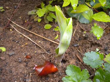 2010,4,24 今朝のチューリップ３.jpg