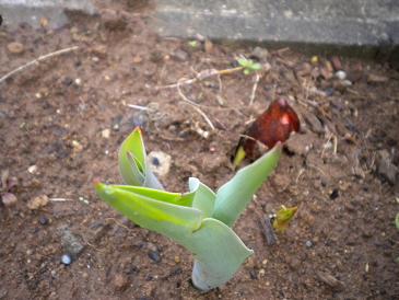 2010,4,24 今朝のチューリップ４.jpg