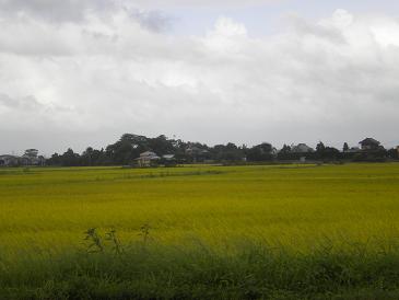 稲穂の広がる旧村.jpg