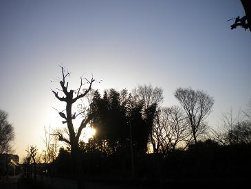 木のシルエット.jpg