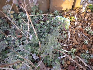 2010,3,14 タイツリソウ.jpg