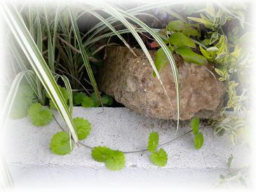 2009,8,16 グレゴマがここまで・・・.jpg