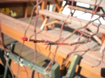 2010,1,9 マルバノキの芽吹き2.jpg