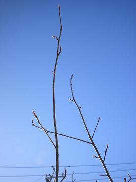 2010,1,9 青空にすっと伸びる.jpg