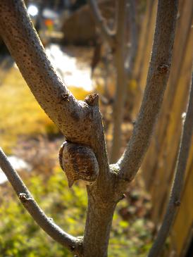 2010,1,9 何か冬眠中.jpg