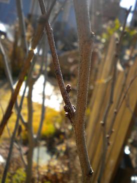 2010,1,9 この木も芽吹いている.jpg