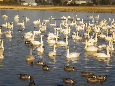 白鳥の郷４.JPG
