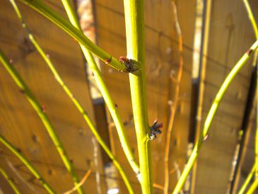 2010,1,9 山吹の芽吹き.jpg