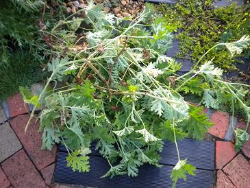 2009,8,29 ゼラニウムをカット.jpg