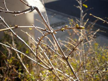 2010,1,9 ここにも芽吹き.jpg