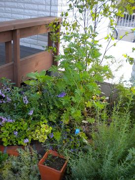 2009,8,29 玄関脇がスッキリ.jpg