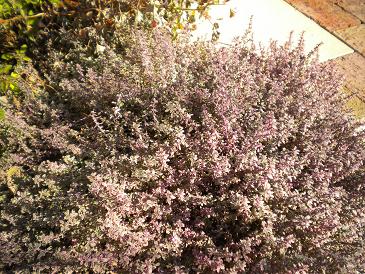 2010,1,9 枯れないタイム.jpg