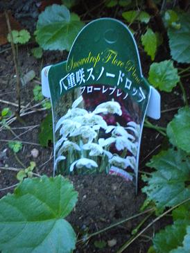 まだ芽は出ないスノードロップ八重咲き.jpg