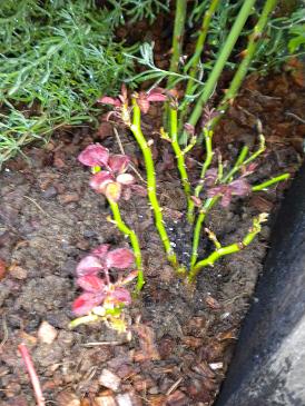 2009,8,29 ミニバラ移植.jpg