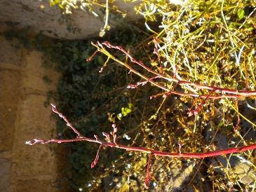 2010,1,9 春を待つブルーベリー西側.jpg