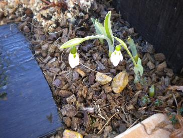 2010,1,9 スノードロップ.jpg