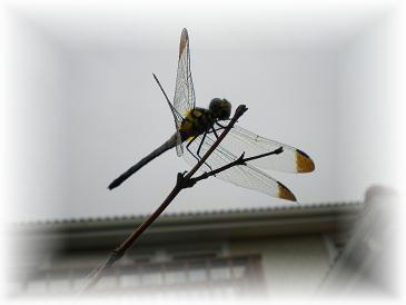 2009,8,22 トンボに見守られて.jpg