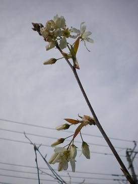 2010,4,29 ジューンベリー.jpg