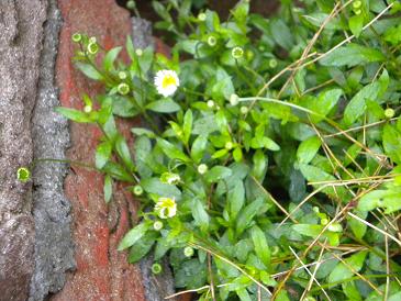 2010,4,29 名前忘れた・・・.jpg